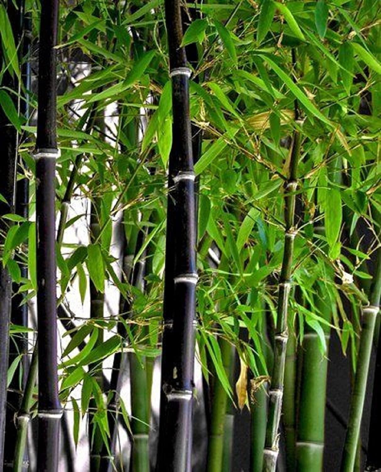 Bambus negru 1.50 -2.00 m / Phyllostachys nigra  / gradina-noastra