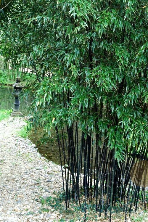 Bambus negru 1.50 -2.00 m / Phyllostachys nigra / gradina-noastra