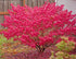 Euonymus alatus multitulpinal 1.20 - 1.50 m / Euonymus alatus  / gradina-noastra