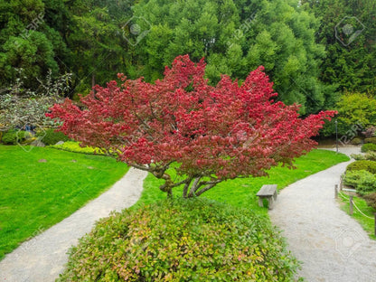 Euonymus alatus multitulpinal 1.20 - 1.50 m / Euonymus alatus  / gradina-noastra