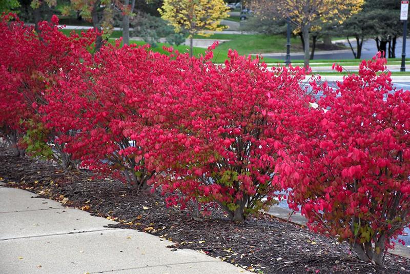 Euonymus alatus multitulpinal 1.20 - 1.50 m / Euonymus alatus  / gradina-noastra