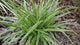 Carex „ Ice Dance" 0.20 - 0.30 m /Carex morrowii „Ice Dance"/