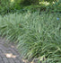 Carex „ Ice Dance" 0.20 - 0.30 m /Carex morrowii „Ice Dance"/ gradina-noastra