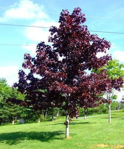 Artar rosu "Crimson King" 2.50 - 3.00 m / Acer platanoides "Crimson King"/ gradina-noastra