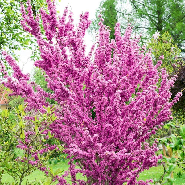 Arborele Iudei tufa 1.20 - 1.50 m / Cercis chinensis "Avondale" / gradina-noastra