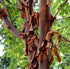 Artar cu trunchi de hartie 1.00 - 1.30 m (Acer griseum) gradina-noastra