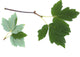Artar cu trunchi de hartie 1.00 - 1.30 m (Acer griseum)
