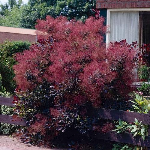 Scumpie „Royal Purple” 1.50 - 1.75 m / Cotinus coggygria „Royal Purple” / gradina-noastra