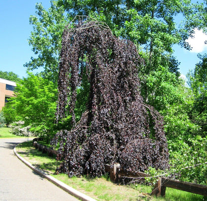 Fag rosu pendul 1.80 - 2.30 m / Fagus sylvatica „Purpurea Pendula” / gradina-noastra