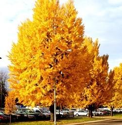 Arborele pagodelor „Autumn Gold” 3.00 - 4.00 m / Ginko biloba „Autumn Gold” / gradina-noastra