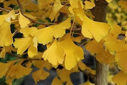 Arborele pagodelor „Autumn Gold” 2.00 - 2.50 m / Ginko biloba „Autumn Gold” / gradina-noastra
