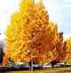 Arborele pagodelor „Autumn Gold” 2.00 - 2.50 m / Ginko biloba „Autumn Gold” /