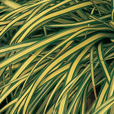 Carex „ Evergold " 0.20 - 0.30 m / Carex hachijoensis „Evergold”/ gradina-noastra