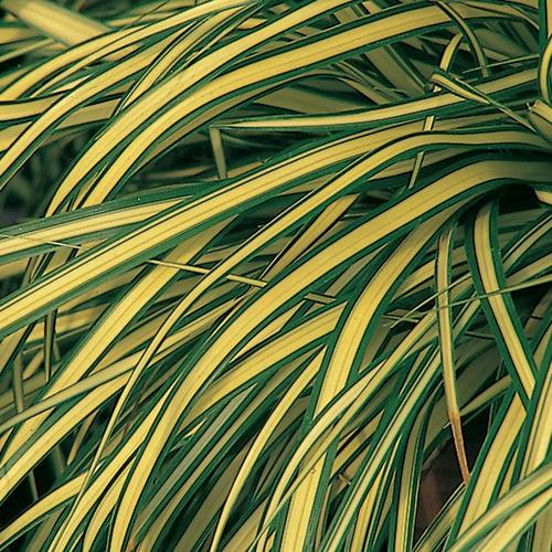 Carex „ Evergold &quot; 0.20 - 0.30 m / Carex hachijoensis „Evergold”/ gradina-noastra