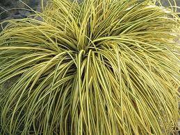 Carex „ Evergold &quot; 0.20 - 0.30 m / Carex hachijoensis „Evergold”/ gradina-noastra