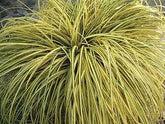 Carex „ Evergold " 0.20 - 0.30 m / Carex hachijoensis „Evergold”/ gradina-noastra