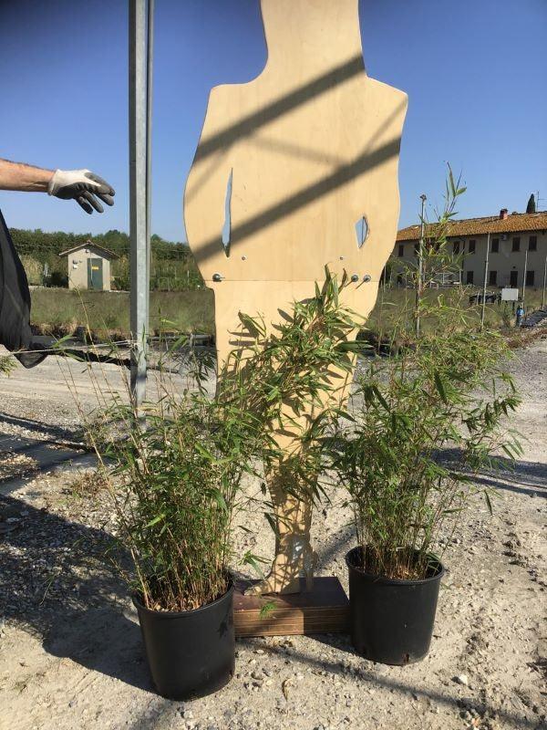 Bambus vesnic verde pitic 0.60 -0.80 m / Fargesia murielae „Rufa”  / gradina-noastra