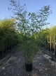 Bambus vesnic verde 2.00 -2.50 m / Phillostachys bissetii  /