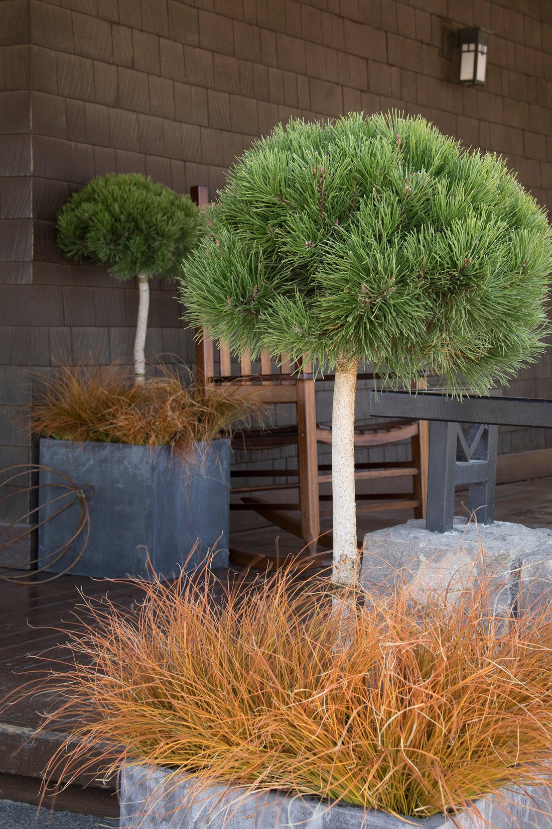 Pin pitic "Mughus" 1.00 - 1.20 m / Pinus mugo "Mughus"/ gradina-noastra