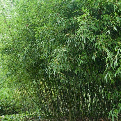 Bambus vesnic verde 2.00 -2.50 m / Phillostachys bissetii  / gradina-noastra