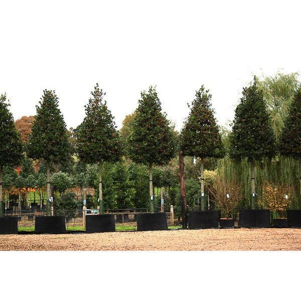 Ilex Nellie Stevens 3.50 - 4.50 m / Ilex mutchagara „Nellie R. Stevens” / gradina-noastra