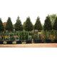 Ilex Nellie Stevens 3.00 - 3.50 m / Ilex mutchagara „Nellie R. Stevens”  /