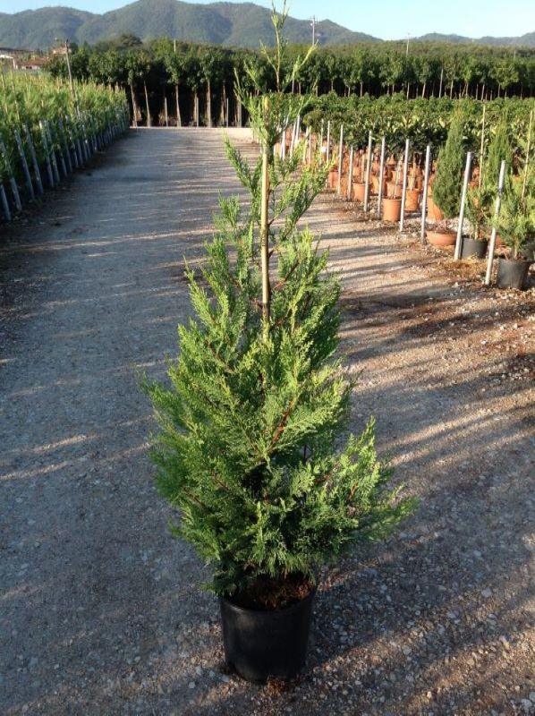 Chiparos leylandii 1.30 - 1.40 m / x Cupressocyparis leylandii / gradina-noastra