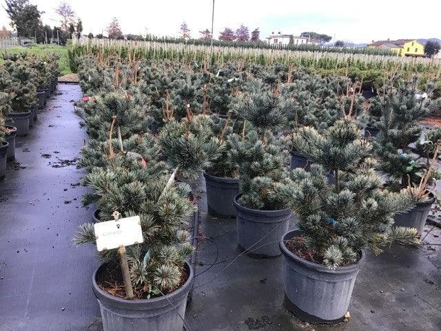 Pin alb japonez &quot;Negishi 0.80 - 1.20 m / Pinus parvifolia &quot;Negishi&quot;/ gradina-noastra