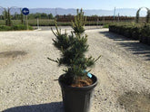 Pin alb japonez "Negishi 0.80 - 1.20 m / Pinus parvifolia "Negishi"/ gradina-noastra