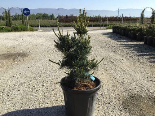 Pin alb japonez &quot;Negishi 0.80 - 1.20 m / Pinus parvifolia &quot;Negishi&quot;/ gradina-noastra