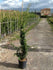 products/1157.jpg