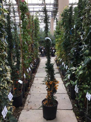 Catina ornamantala galbena 1.20 - 1.50 m / Pyracantha coccinea "Soleil D,or"/ gradina-noastra