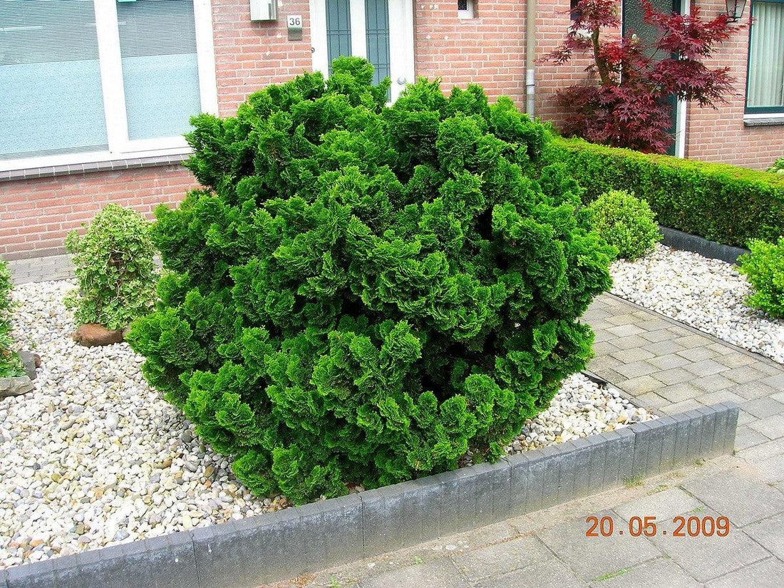 Chiparos fals "Nana Gracilis" 0.20 m / Chamaecyparis obtusa "Nana Gracilis" / gradina-noastra