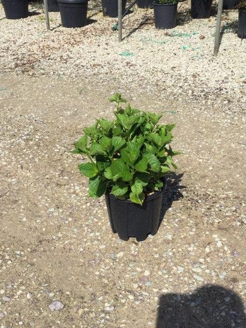 Hortensia &quot;Zaffiro&quot; 0.40 - 0.60 m / Hydrangea macr. &quot;Zaffiro&quot;/ gradina-noastra