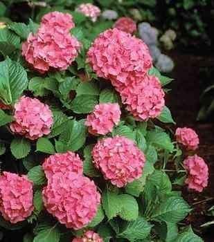 Hortensia &quot;Zaffiro&quot; 0.40 - 0.60 m / Hydrangea macr. &quot;Zaffiro&quot;/ gradina-noastra