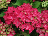 Hortensia "Hot Red" 0.50 - 0.70 m / Hydrangea macr. "Hot Red"/ gradina-noastra