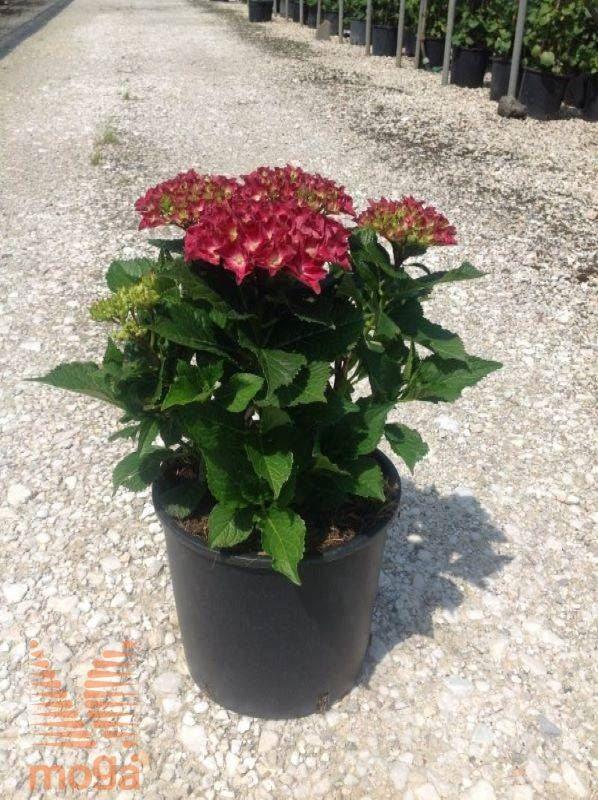 Hortensia &quot;Hot Red&quot; 0.50 - 0.70 m / Hydrangea macr. &quot;Hot Red&quot;/ gradina-noastra