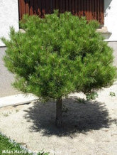 Pin rosu japonez "Alice Verkade" 1.00 - 1.20 m / Pinus densiflora "Alice Verkade" / gradina-noastra