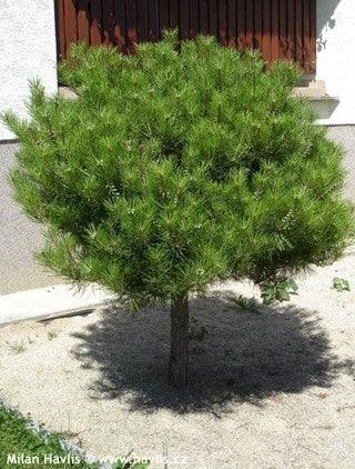 Pin rosu japonez &quot;Alice Verkade&quot; 1.00 - 1.20 m / Pinus densiflora &quot;Alice Verkade&quot; / gradina-noastra