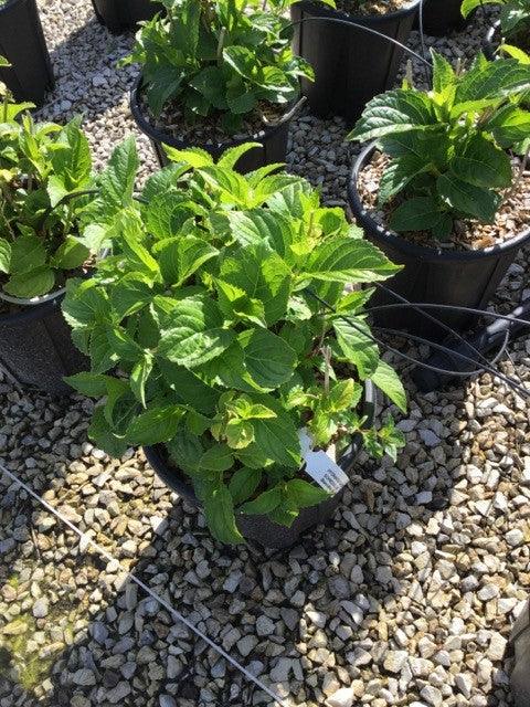 Hortensia &quot;Hot Red&quot; 0.50 - 0.70 m / Hydrangea macr. &quot;Hot Red&quot;/ gradina-noastra