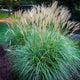 Iarba elefantului "Navajo" 1.00 - 1.50 m / Miscanthus sinensis "Adagio" /