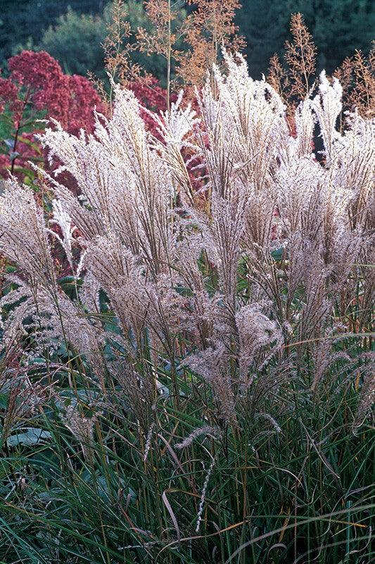Iarba elefantului "Kleine Fontane" 1.00 - 1.50 m / Miscanthus sinensis "Kleine Fontane"/ gradina-noastra