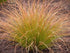 Carex testacea 0.20 - 0.30 m / Carex testacea "Prairie Fire"/ gradina-noastra