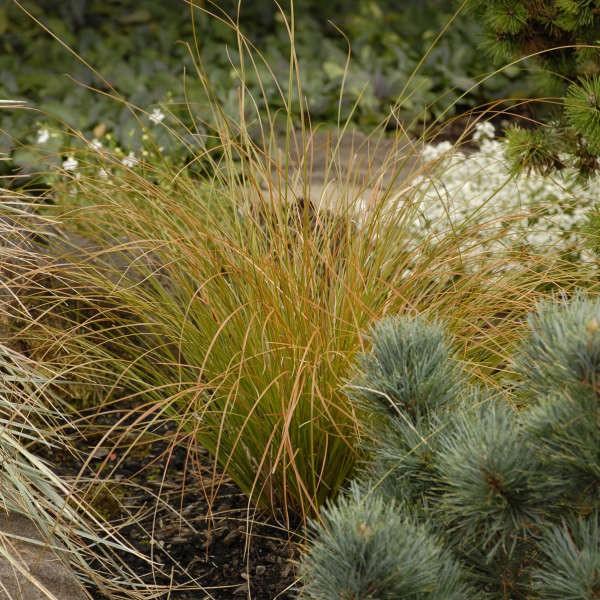 Carex testacea 0.20 - 0.30 m / Carex testacea &quot;Prairie Fire&quot;/ gradina-noastra
