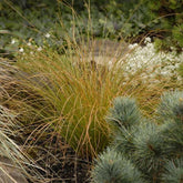 Carex testacea 0.20 - 0.30 m / Carex testacea "Prairie Fire"/ gradina-noastra