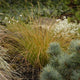 Carex testacea 0.20 - 0.30 m / Carex testacea "Prairie Fire"/