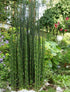 Equisetum hyemale 0.80 - 1.00 m / Equisetum hyemale var. japonicum/ gradina-noastra