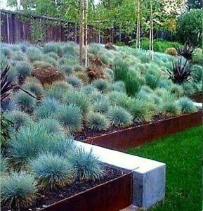 Festuca "Elijah Blue" 0.20 - 0.30 m / Festuca "Elijah Blue"/ gradina-noastra