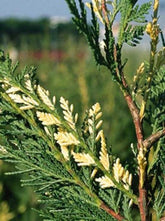 Chiparos leylandii variegat 1.70 - 2.00 m / x Cupressocyparis leylandii "Variegatus" / gradina-noastra