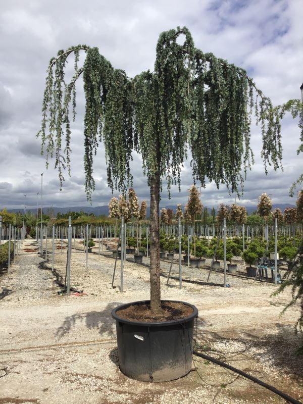 Cedru argintiu curgator 2.50 - 3.00 m / Cedrus atlantica "Glauca Pendula" / gradina-noastra